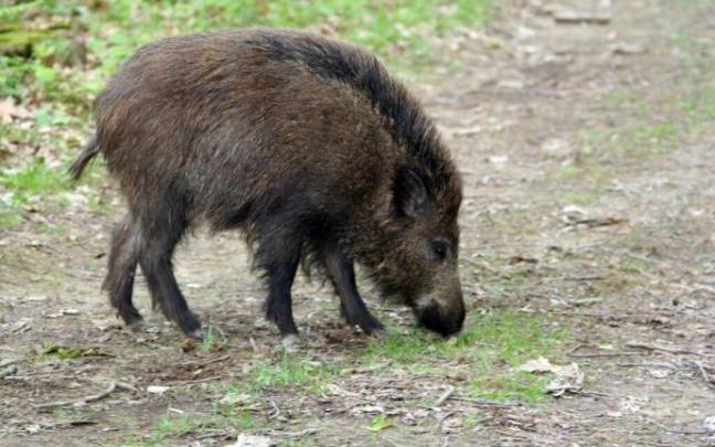 Un jabalí comiendo. Un jabalí comiendo.