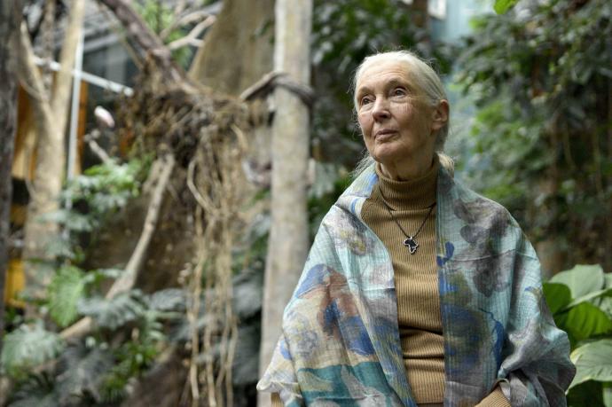 La primatóloga Jane Goodall.