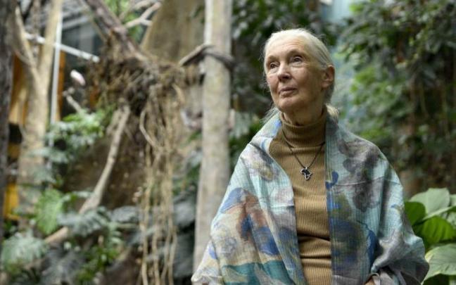 La primatóloga Jane Goodall. La primatóloga Jane Goodall.