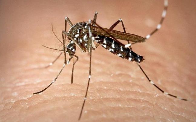 El mosquito tigre es más activo al amanecer y al anochecer.