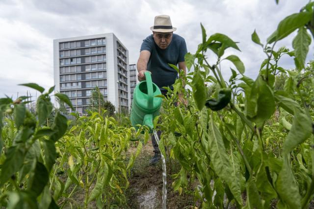 Ibarrondo riega su huerta urbana de Zabalgana.