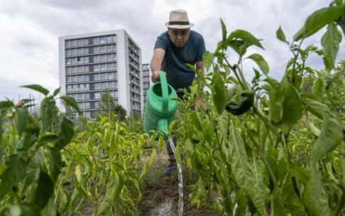 Ibarrondo riega su huerta urbana de Zabalgana.