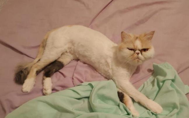 'Kitty' después del incidente de la lavadora.