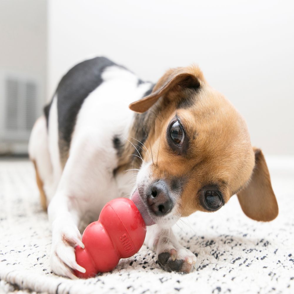 Seis clases de juguetes para que tu perro se mantenga en forma mientras se  divierte - Onda Vasca