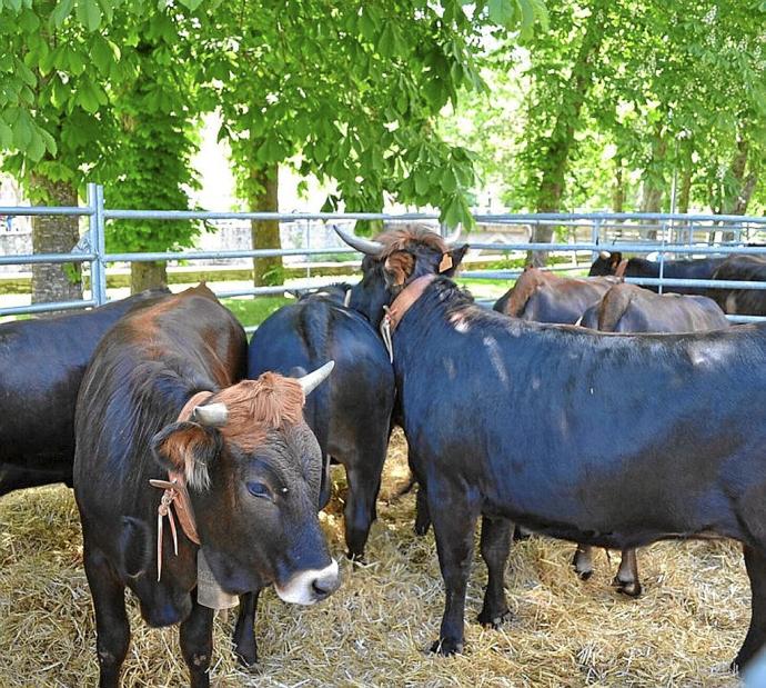 Ejemplares de vacas terreñas.