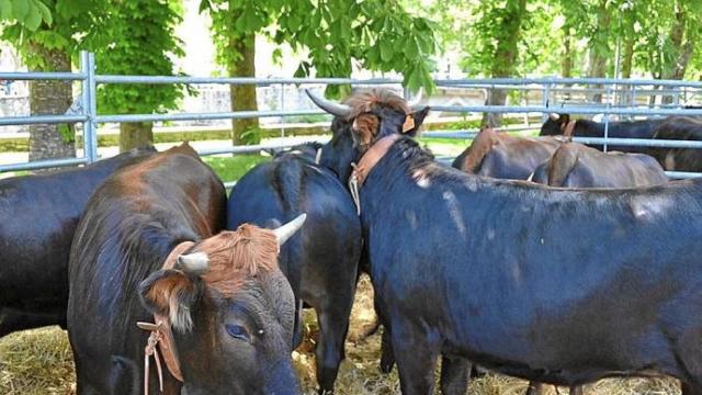 Ejemplares de vacas terreñas.