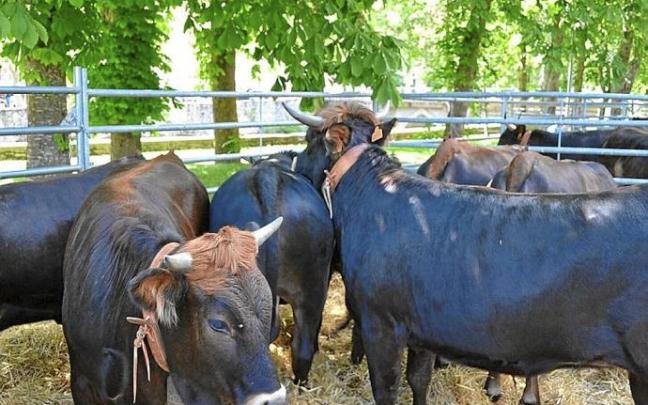 Ejemplares de vacas terreñas. Ejemplares de vacas terreñas.