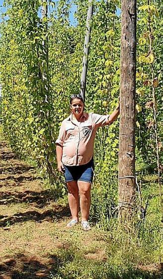 Plantación de lúpulo en la localidad de Quintana.