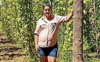 Plantación de lúpulo en la localidad de Quintana.