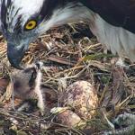 Una de las crías de águila pescadora. Una de las crías de águila pescadora.