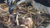Una de las crías de águila pescadora. Una de las crías de águila pescadora.