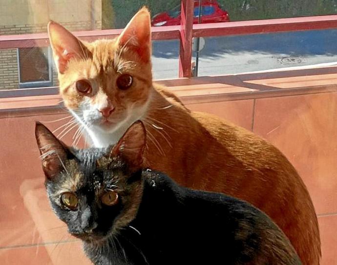 Los dos gatos que necesitan adoptantes urgentemente. Foto: N.G.