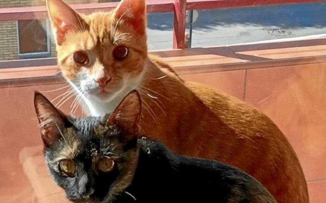 Los dos gatos que necesitan adoptantes urgentemente. Foto: N.G.
