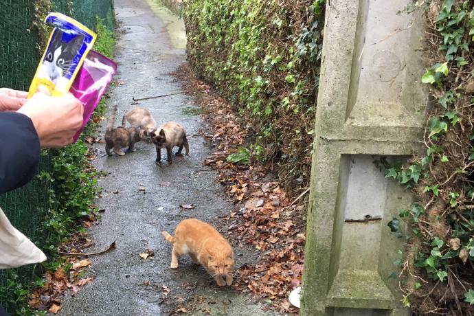 Lemoiz activa el método CES en las colonias de gatos.