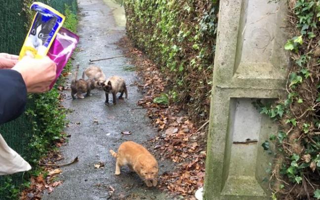 Lemoiz activa el método CES en las colonias de gatos.