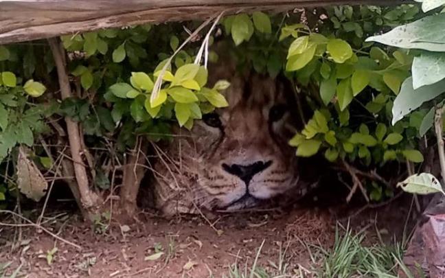 El 'león amenazante', escondido debajo del seto. El 'león amenazante', escondido debajo del seto.