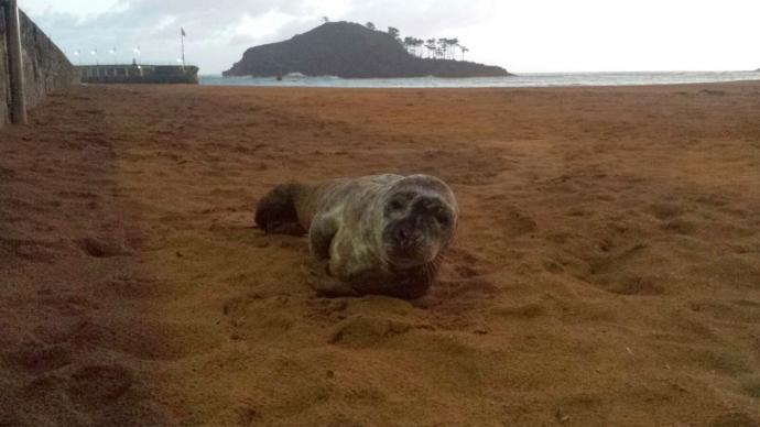 Una cría de foca en la playa de Isuntza, en Lekeitio.