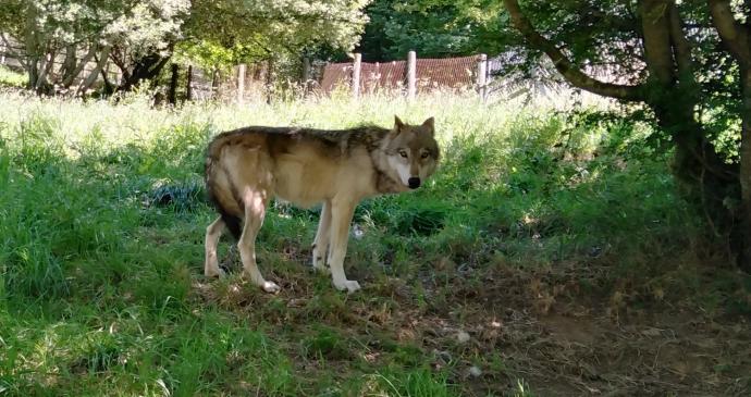 Uno de los lobos, en fase de aclimatación al parque.