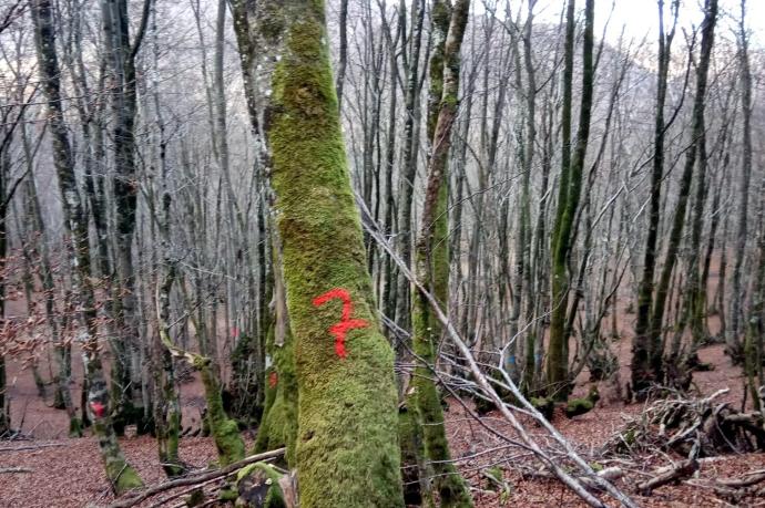 Acarrear los troncos, serrar, cortar y apilar la leña supone un trabajado considerable, pero todavía es más barato y sostenible que ser esclavo de las energías fósiles