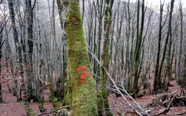 Acarrear los troncos, serrar, cortar y apilar la leña supone un trabajado considerable, pero todavía es más barato y sostenible que ser esclavo de las energías fósiles