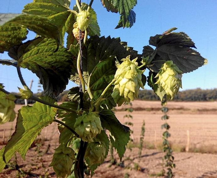 Varias plantas de lúpulo.