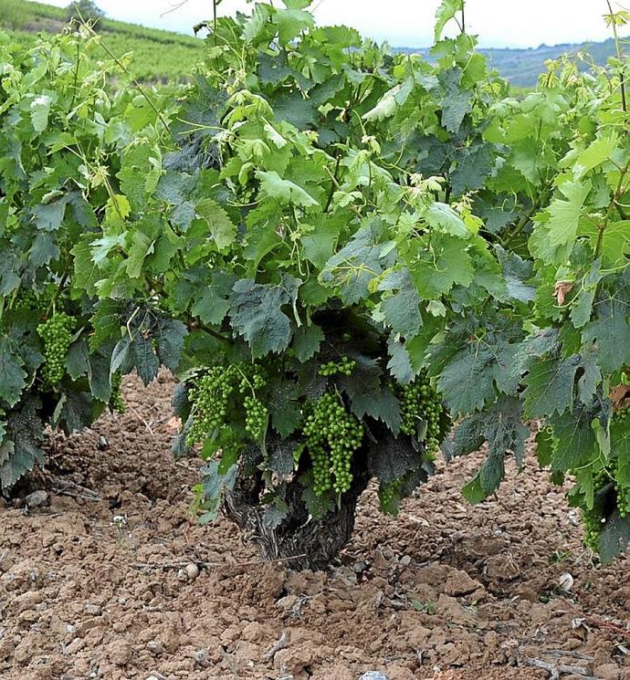 Viñas en un viñedo de Rioja Alavesa.