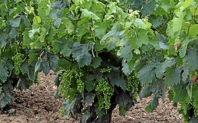 Viñas en un viñedo de Rioja Alavesa.