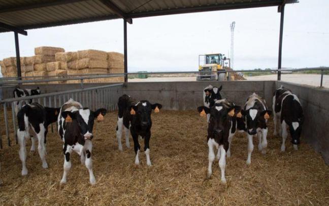 Vacas en la macrogranja de Caparroso