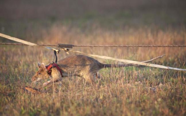 La rata Magawa pesaba 1,2 kilos y medía más de 70 centímetros de largo. La rata Magawa pesaba 1,2 kilos y medía más de 70 centímetros de largo.