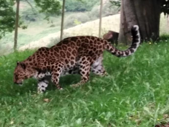 La hembra leopardo tiene 22 años y ha sido rescatada tras trabajar en un circo