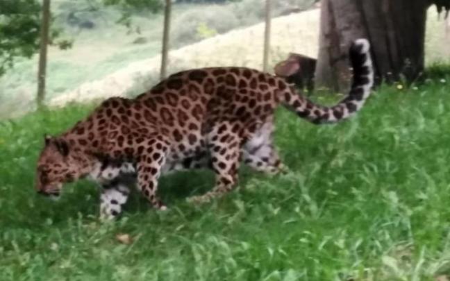 La hembra leopardo tiene 22 años y ha sido rescatada tras trabajar en un circo