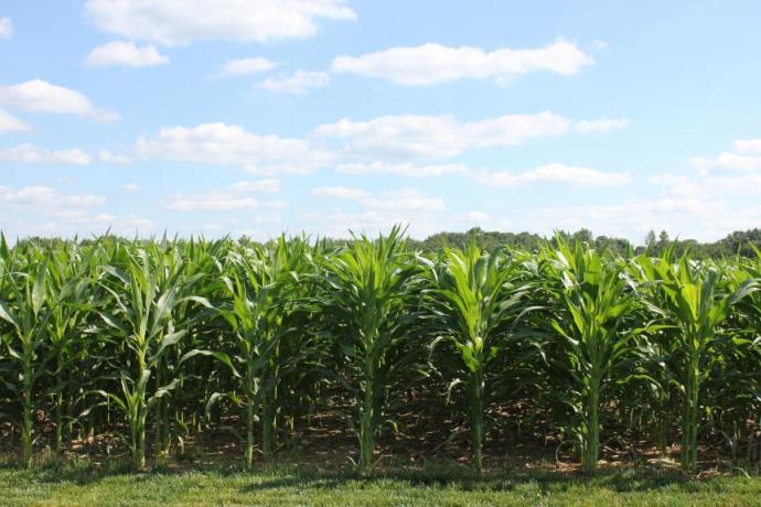 Ucrania es el cuarto exportador mundial de maíz