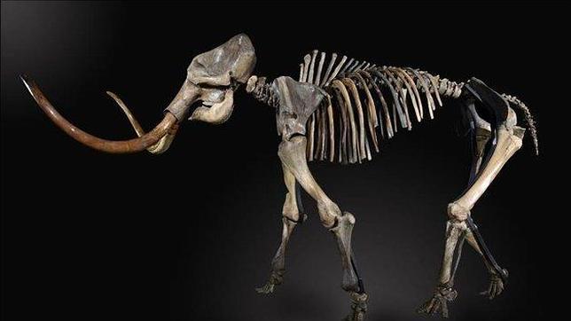 El esqueleto de un mamut en exhibición.