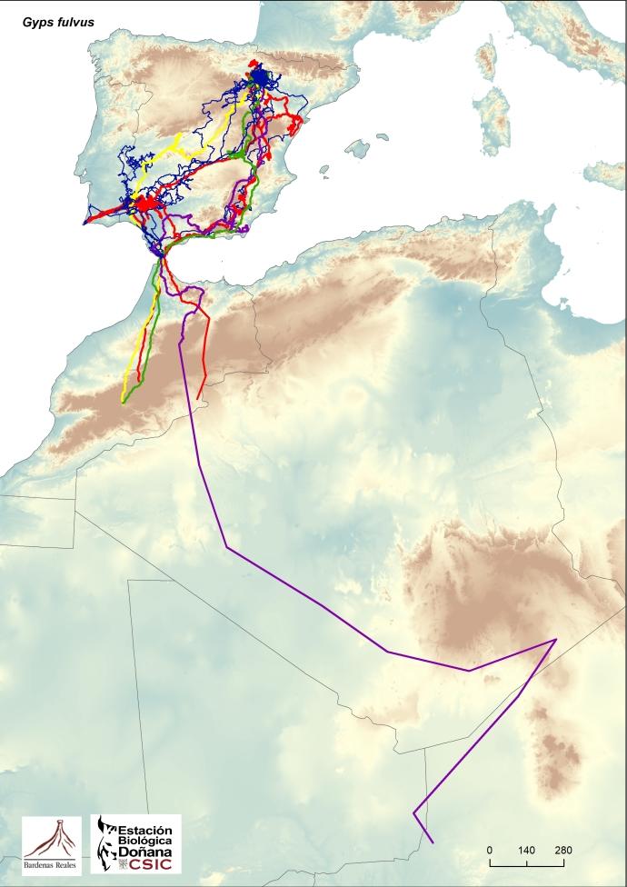 Mapa que muestra el recorrido realizado por los ejemplares de buitres de Bardenas