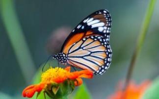 Una mariposa en una flor. Una mariposa en una flor.