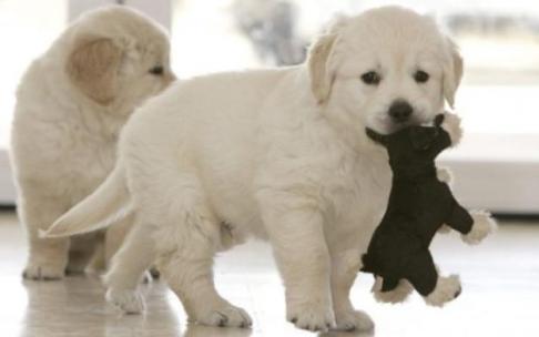 Perros Perros