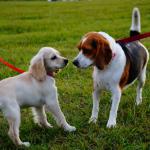 Dos perros en un parque. Dos perros en un parque.