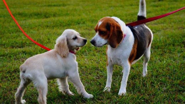 Dos perros en un parque. Dos perros en un parque.