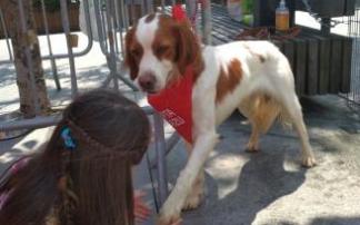 Getxo pasea a las mascotas que buscan hogar