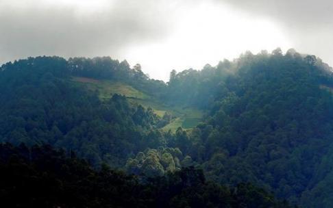 Imagen de un bosque Imagen de un bosque