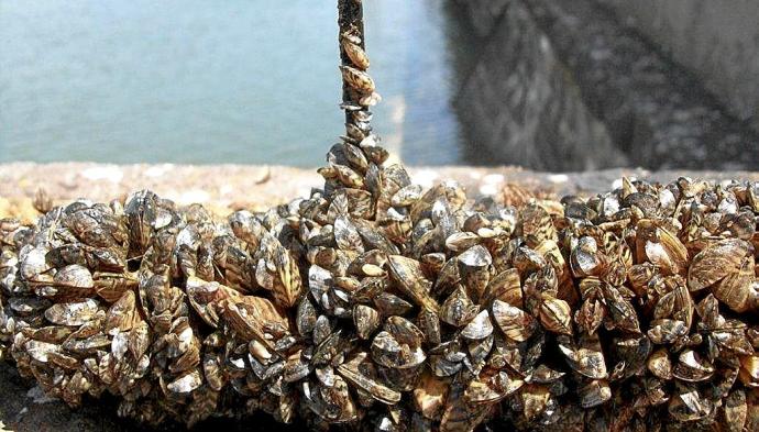 Mejillón cebra en el pantano de Urrunaga; debajo, un cartel alerta de la presencia de este molusco invasor en el pantano. Foto: Pablo José Pérez