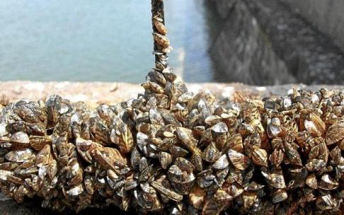 Mejillón cebra en el pantano de Urrunaga; debajo, un cartel alerta de la presencia de este molusco invasor en el pantano. Foto: Pablo José Pérez