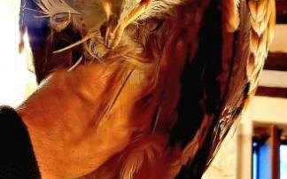 El ejemplar entregado