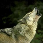 Lobo aullando. Foto: DNA Lobo aullando. Foto: DNA