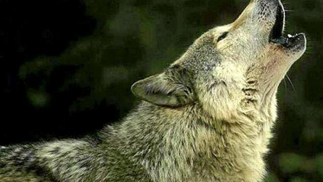 Lobo aullando. Foto: DNA Lobo aullando. Foto: DNA