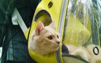 Salir de paseo con tu mascota a la espalda mejorará la relación humano gato. Salir de paseo con tu mascota a la espalda mejorará la relación humano gato.