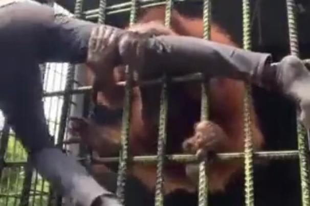 El orangután, reteniendo por la pierna al hombre.