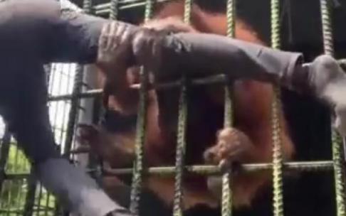 El orangután, reteniendo por la pierna al hombre. El orangután, reteniendo por la pierna al hombre.