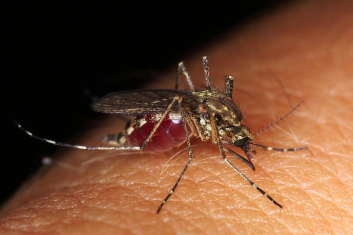 Detalle de un mosquito sobre la piel humana.