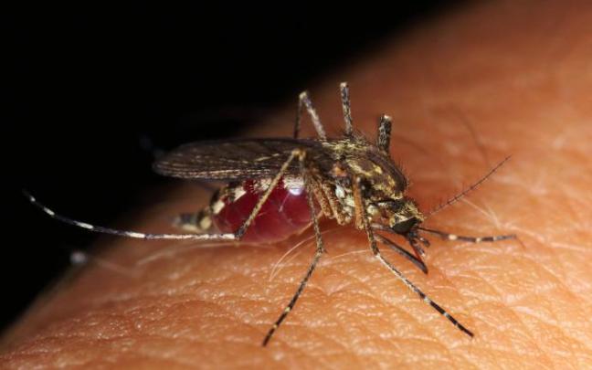 Detalle de un mosquito sobre la piel humana. Detalle de un mosquito sobre la piel humana.